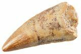 Serrated Raptor Tooth - Real Dinosaur Tooth #364823-1
